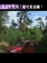 大熊也想开车兜风