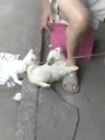 实拍猫狗打架的精彩瞬间