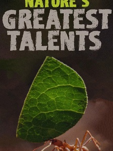 大自然最伟大的天才