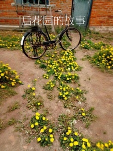 后花园的故事