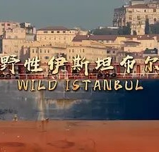 野性伊斯坦布尔